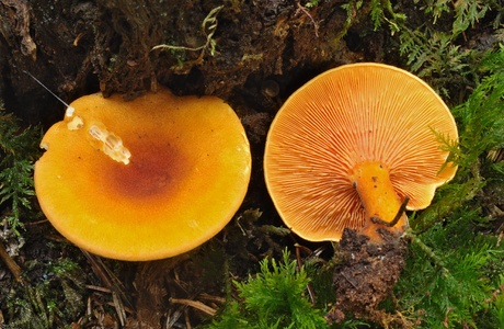 Falscher Pfifferling (Hygrophoropsis aurantiaca) - © Michaela und Gernot Friebes